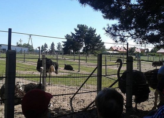 Grafika 8: Wycieczka na Hel