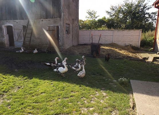 Grafika 5: Przedszkolaki w gospodarstwie rolnym