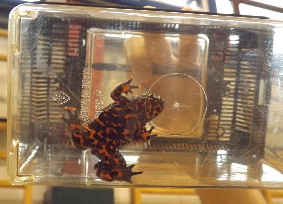 Grafika 7: "Żywa" lekcja przyrody