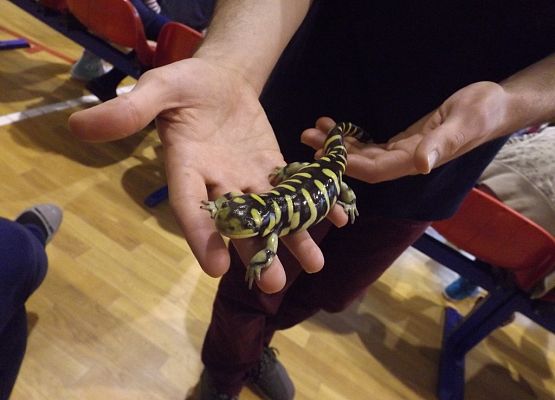 Grafika 8: "Żywa" lekcja przyrody