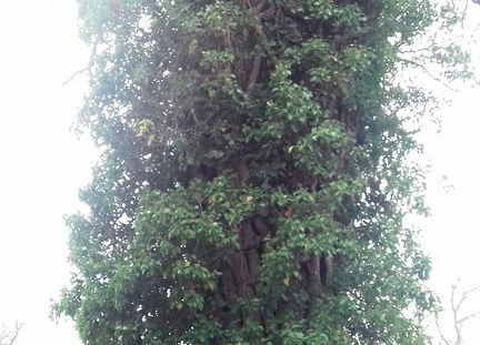 Grafika 15: Na warsztatach introligatorskich u benedyktynów