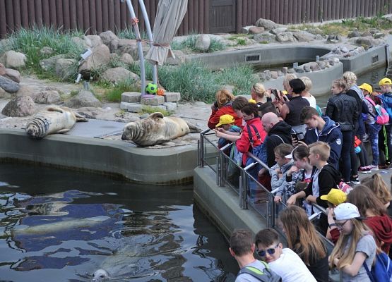 Grafika 12: Jak uczniowie ze szkoły w Zaleskich zostali żeglarzami