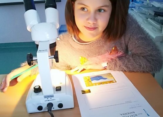 Grafika 3: Kaszuby na fali