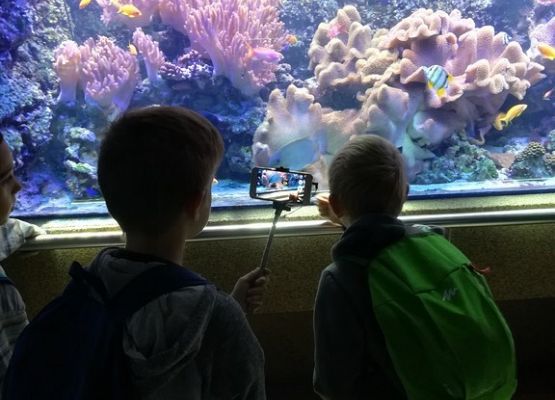 Grafika 8: Kaszuby na fali