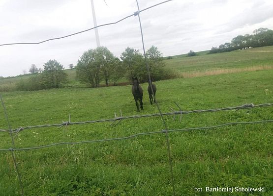 Grafika 38: Mała ojczyzna w obiektywie