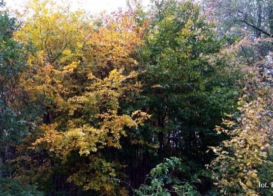 Grafika 25: Mała ojczyzna w obiektywie