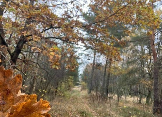 Grafika 8: Mała ojczyzna w obiektywie