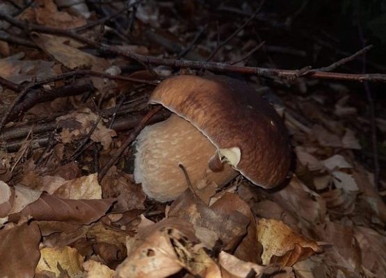 Grafika 12: Mała ojczyzna w obiektywie