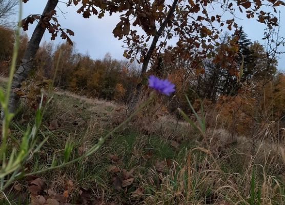 Grafika 3: Mała ojczyzna w obiektywie