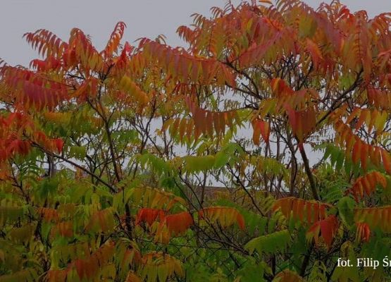 Grafika 30: Mała ojczyzna w obiektywie