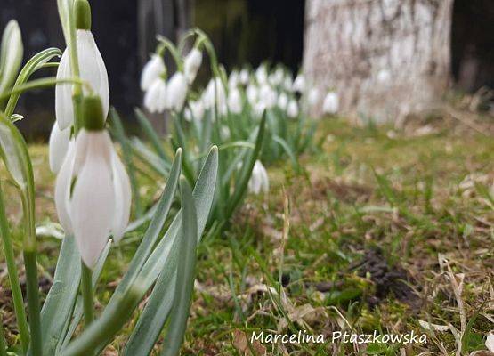 Grafika 8: Piękno uchwycone