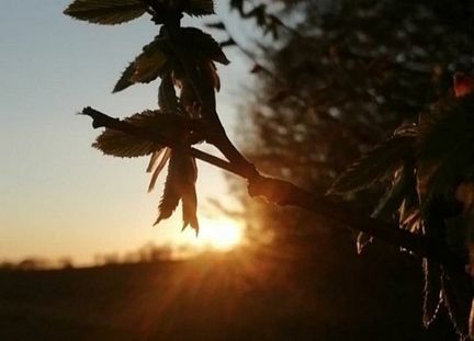 Grafika 4: Piękno uchwycone