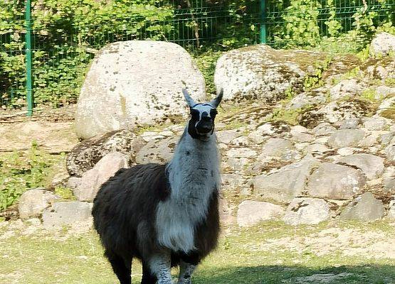 Grafika 10: Ósmoklasiści na wycieczce w Gdańsku