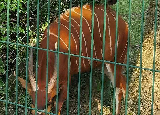 Grafika 9: Ósmoklasiści na wycieczce w Gdańsku