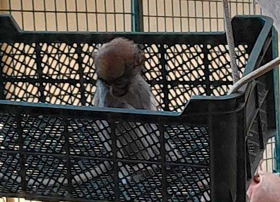 Grafika 6: Piątoklasiści na wycieczce w Trójmieście