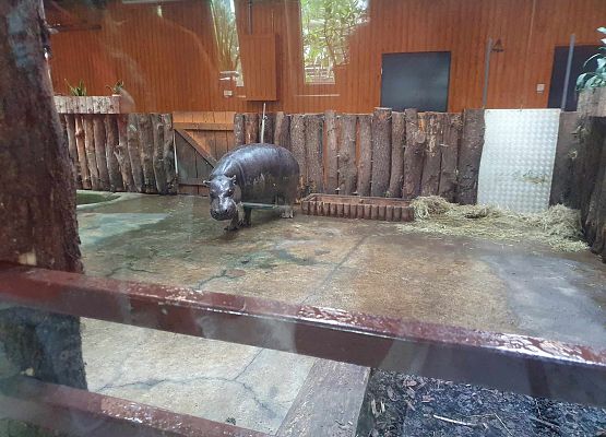 Grafika 2: Wycieczka do ZOO w Gdańsku Oliwie