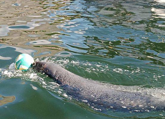 Grafika 11: Wycieczka klas VI i VII na Hel